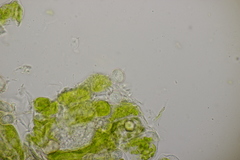 Entyloma fergussonii