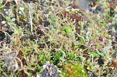 Cladonia scabriuscula