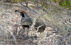 Callipepla gambelii