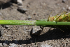 Carex hirta