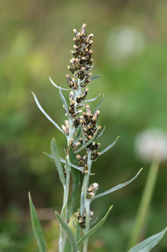 Omalotheca norvegica, photograph 1