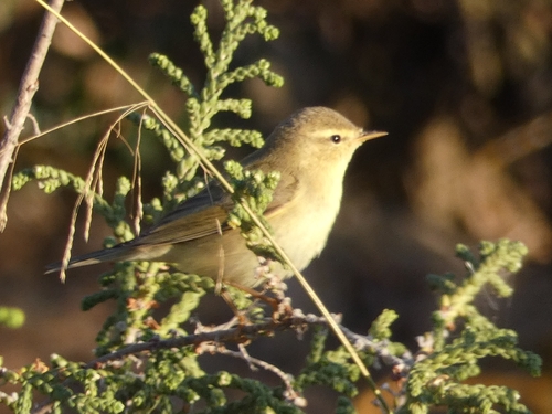 Willow Warbler