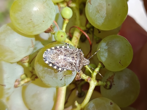 Mottled Stink Bug