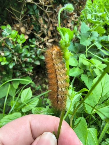 Buff Ermine