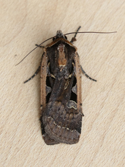 Parabagrotis exsertistigma