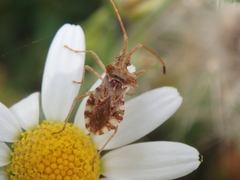 Centrocoris spiniger