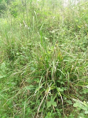 Carex pendula