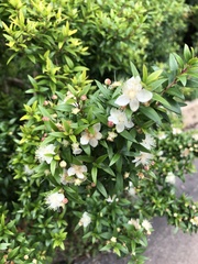 Myrtus