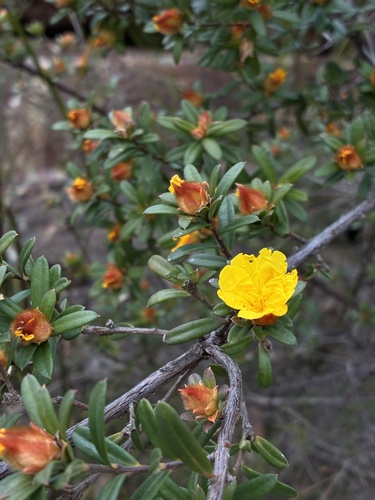 Hibbertia bracteata observed 2026-09-13