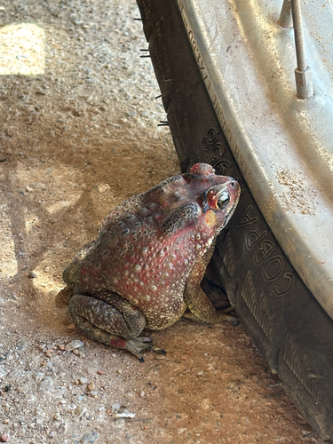 Asian Common Toad