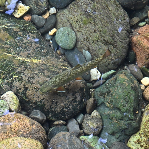 Brook Trout