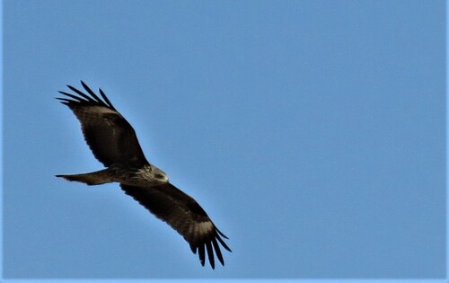 Black Kite