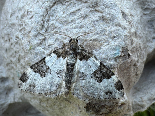 Garden Carpet