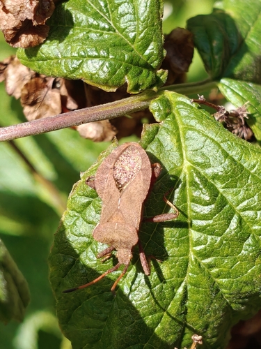 Dock Bug