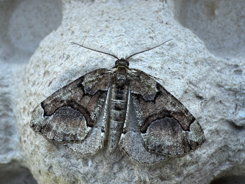 Asovia maeoticaria