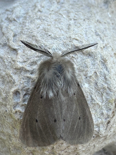 Muslin Moth
