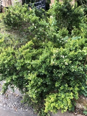 Myrtus