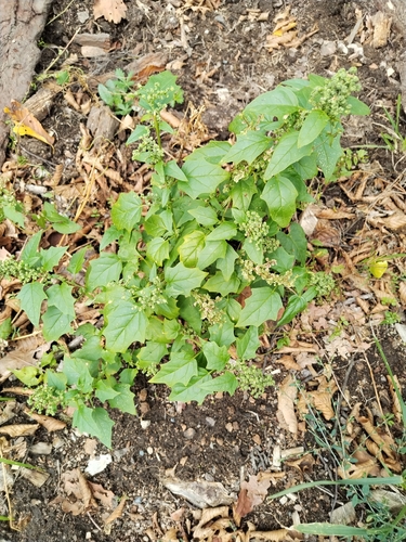 Eurasian maple-leaved goosefoot