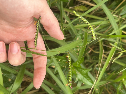 Urochloa eminii observed 2026-09-10