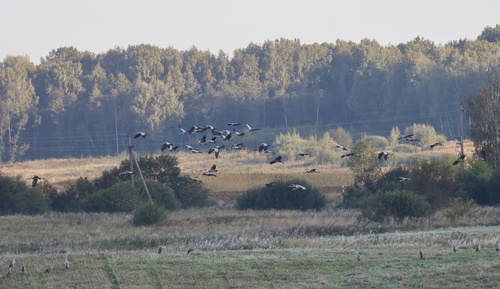Common Crane