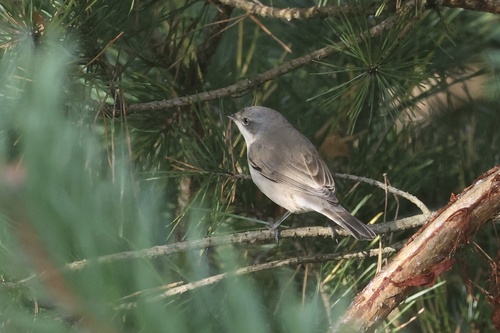 Lesser Whitethroat