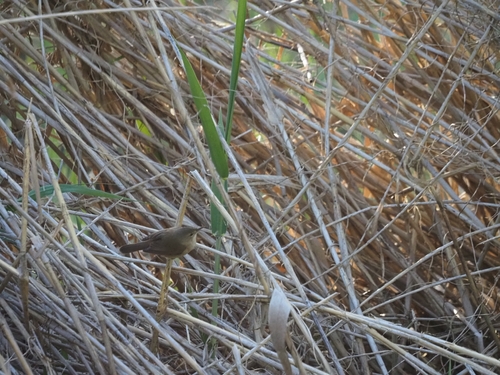 Australian Reed Warbler