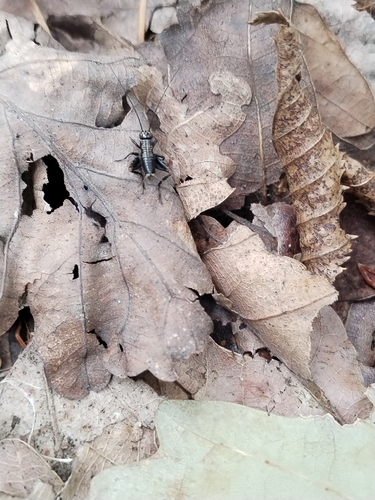 Wood Cricket