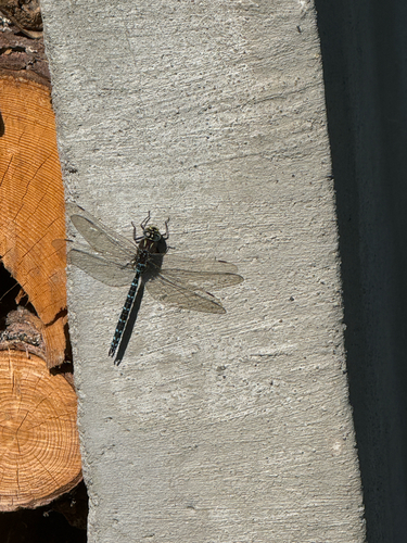 Sedge Darner