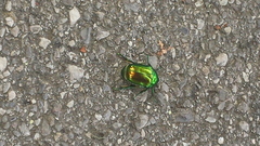 Protaetia speciosissima