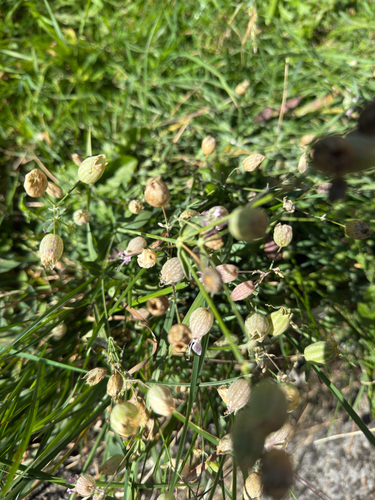 bladder campion