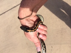 Thamnophis cyrtopsis ocellatus