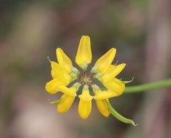 Coronilla coronata