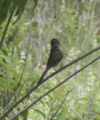 Toxostoma redivivum
