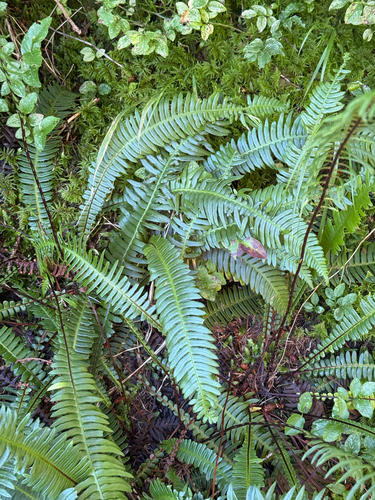 deer fern