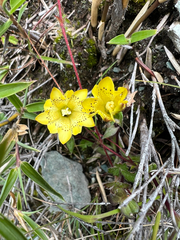 Gentiana scabrida