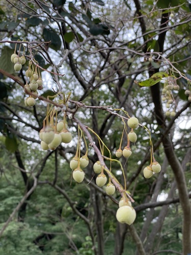 Styrax japonicus observed 2026-09-13