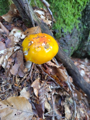 Fly Agaric