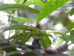 Thamnomanes ardesiacus