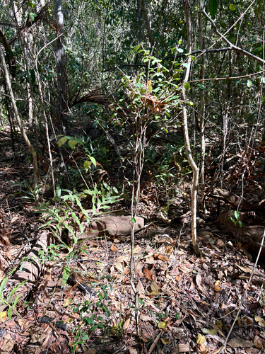 Eugenia reinwardtiana observed 2026-09-13