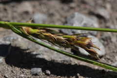 Carex hirta