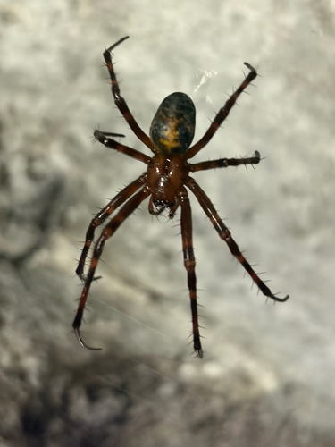 European cave spider