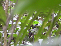 Thamnomanes ardesiacus