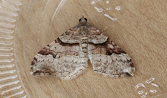 Xanthorhoe defensaria