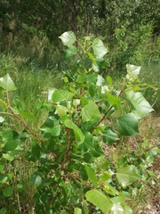 Populus nigra