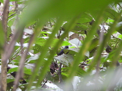 Thamnomanes ardesiacus