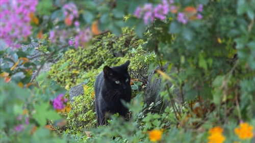 Domestic Cat