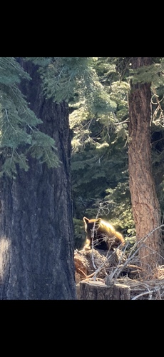 iNaturalist observation photo of American Black Bear