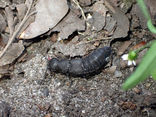 Devil's Coach Horse Beetle