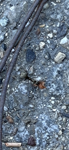 iNaturalist observation photo of Solenopsis Fire Ants and Thief Ants