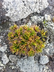 Colobanthus strictus